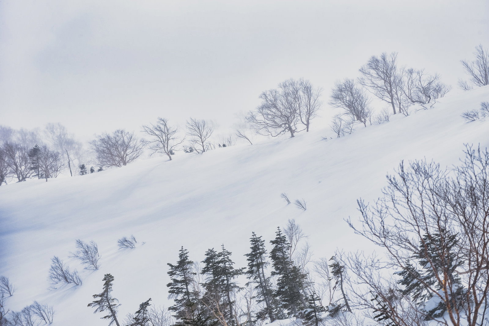 吹雪が舞う雪原に立つ雪化粧した針葉樹の冬景色