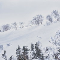 吹雪に耐える雪原の針葉樹林の写真