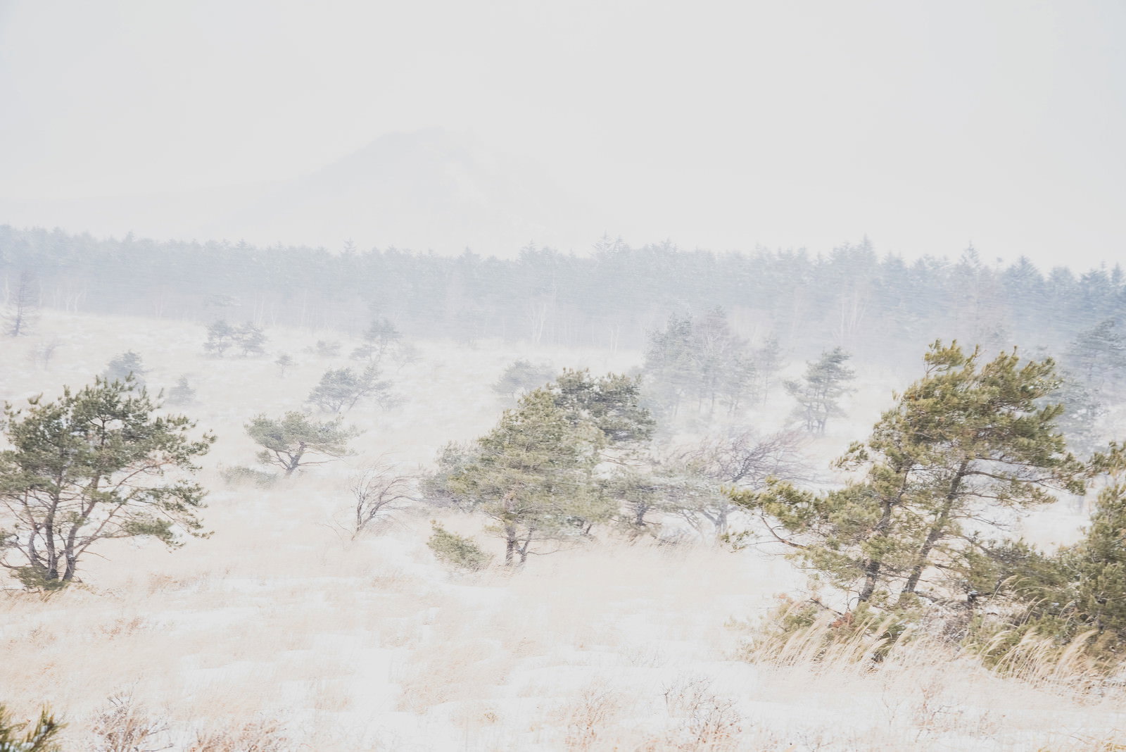 激しい吹雪に見舞われた車山高原の雪景色