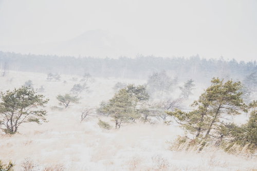 吹雪の中の車山高原の雪景色