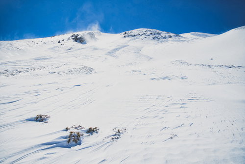 長野県の高原で雪に埋まったハイマツと風紋