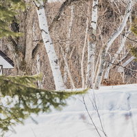 積雪に覆われた雪山の白樺の森林風景 冬の厳冬期の写真