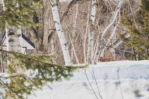 積雪に覆われた雪山の白樺の森林風景 冬の厳冬期