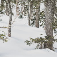 雪化粧した雪山の木々が深く積もった森林の風景の写真