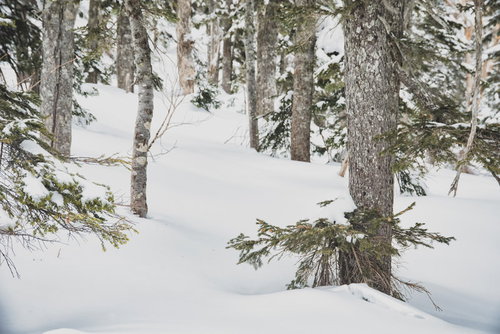 雪化粧した雪山の木々が深く積もった森林の風景