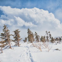 雪化粧した木々の上に浮かぶ積雲の冬の風景の写真