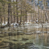 冬の岳沢湿原（上高地）の雪化粧した木々と残雪の写真