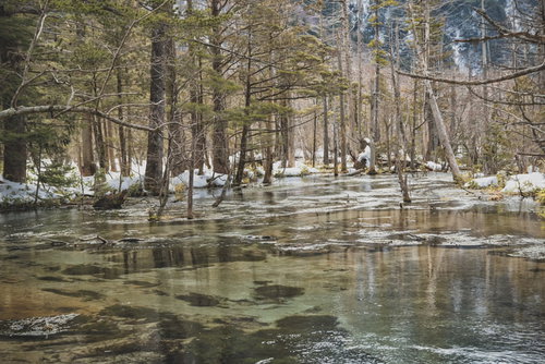 冬の岳沢湿原（上高地）の雪化粧した木々と残雪