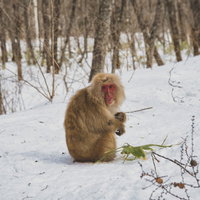 厳冬期を逞しく生きる野猿、雪に覆われた森の写真