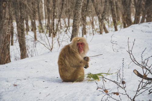 厳冬期を逞しく生きる野猿、雪に覆われた森
