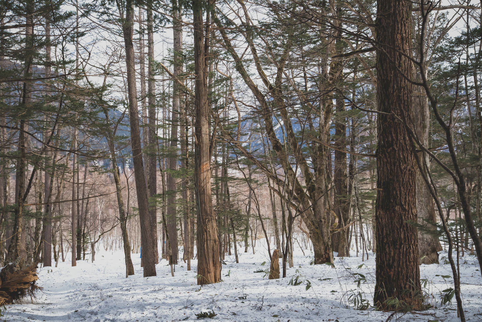 雪に覆われた上高地の森で、木々の幹が立ち並び奥に雪山が見える冬景色