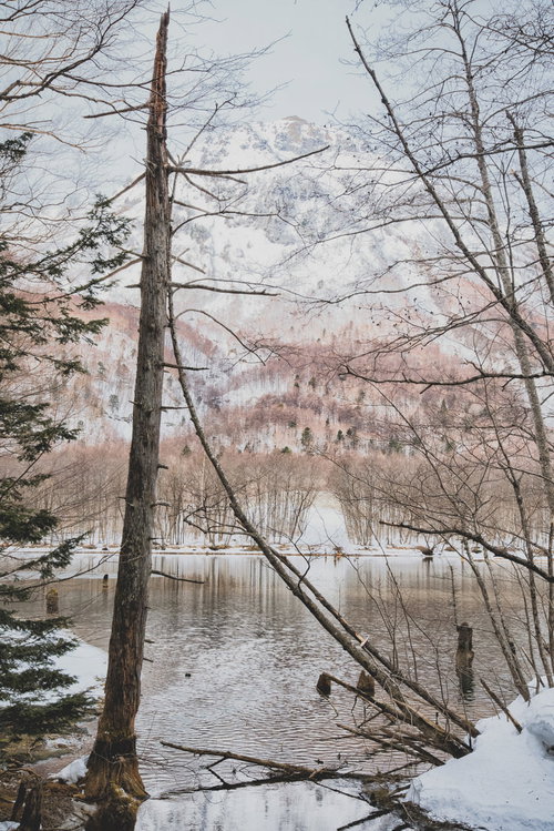大正池の畔に立ち枯れた木々と雪化粧した焼岳（飛騨山脈）