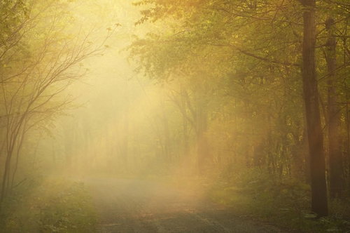 朝靄に包まれた森の道：霧の中の林道風景と自然の静寂