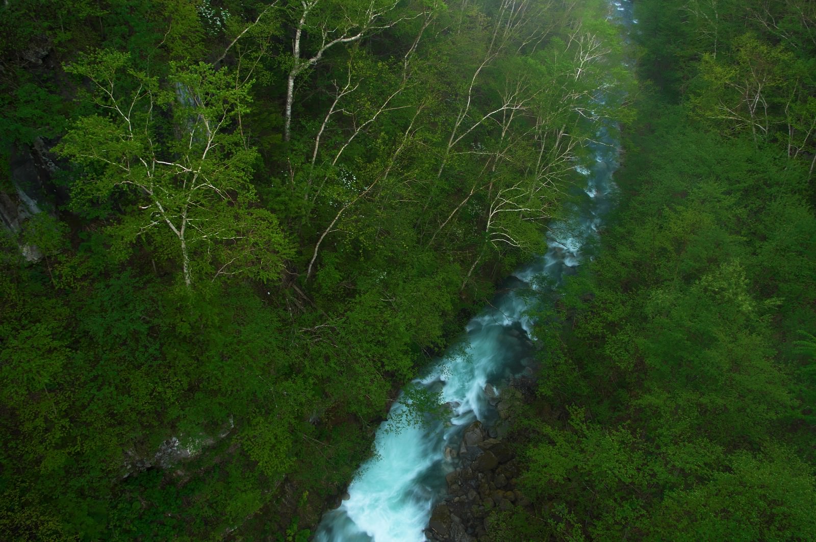 森の中を勢いよく流れる青白い渓流の俯瞰