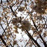 日差しをバックに見上げた白い桜の花と枝の写真