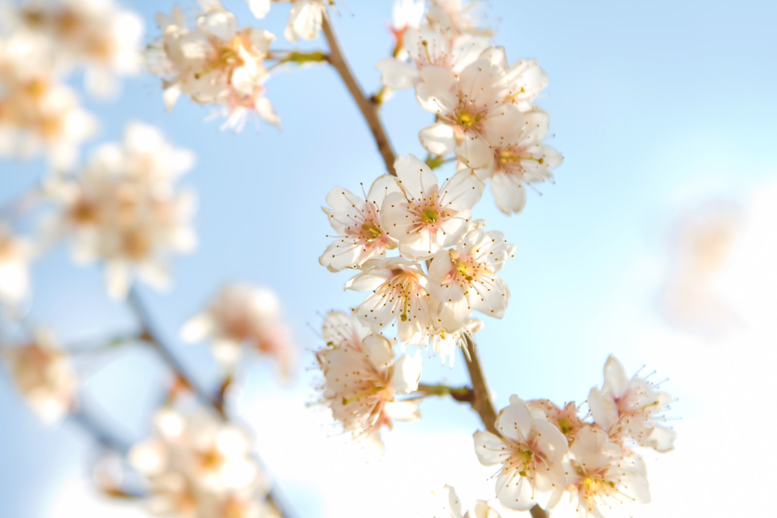 青空にほんわか咲く白い桜