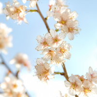 斑点のある花びらの白い桜が青空に咲くほんわかした風景の写真