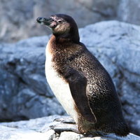 岩場の上に立つペンギンの横姿の写真