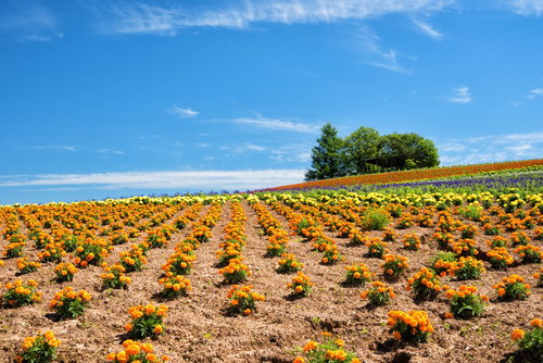 かんのファームの花畑、北海道上富良野町の丘に咲くオレンジ色の花々