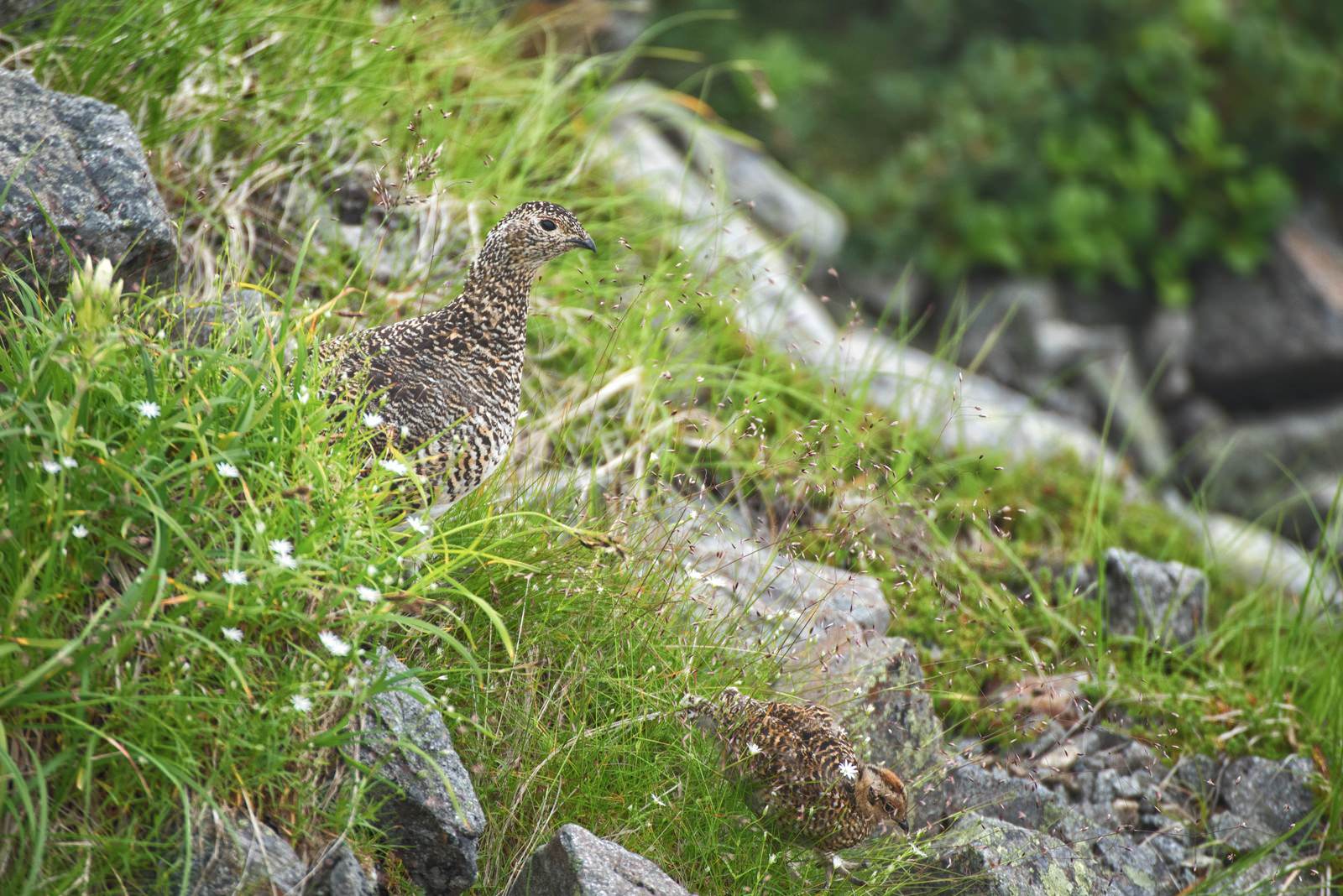 緑の草地でヒナを見守る雷鳥の親子