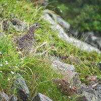 ガレ場の緑の草地でヒナを見守る雷鳥の親子の写真
