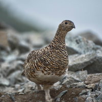 登山中のザレ場で遭遇した雷鳥の野生動物写真の写真