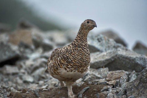 登山中のザレ場で遭遇した雷鳥の野生動物写真