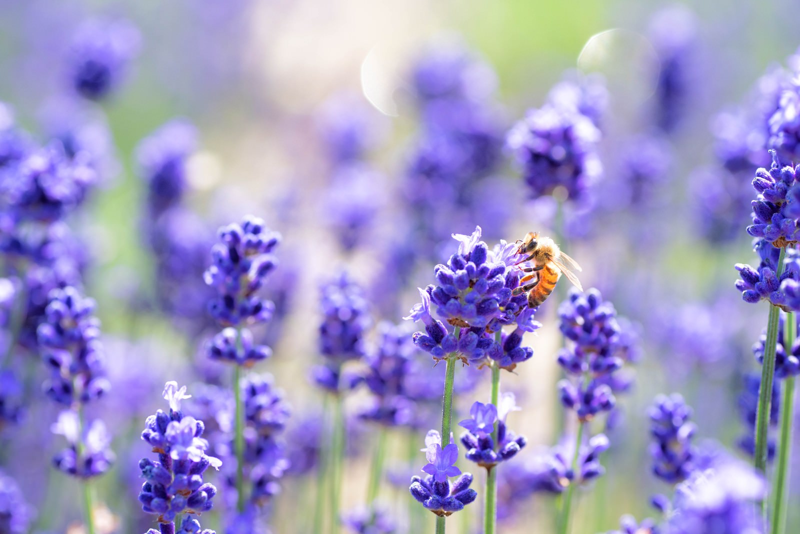 ラベンダー畑でミツバチが花穂に止まっている