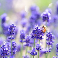 ラベンダーの花に蜜を集めるミツバチの接写の写真