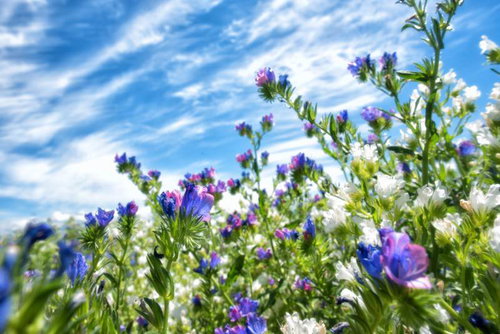 青空の下に咲くラベンダー畑