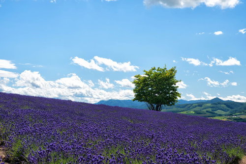 ラベンダー畑に立つ一本の木と青空、白い雲が広がる風景