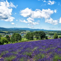 ラベンダー畑から望む草原に包まれた町の風景の写真