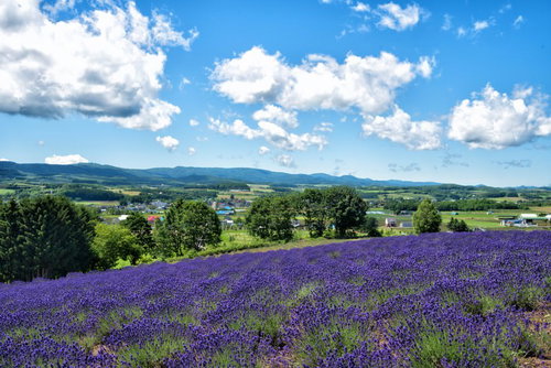 ラベンダー畑から望む草原に包まれた町の風景