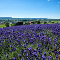 ラベンダー畑の眼下に広がる富良野の街並みと山々の写真