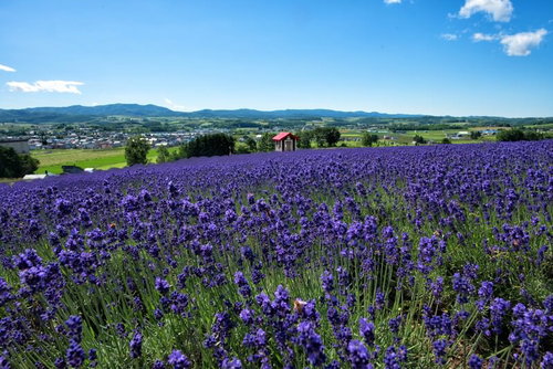 ラベンダー畑の眼下に広がる富良野の街並みと山々