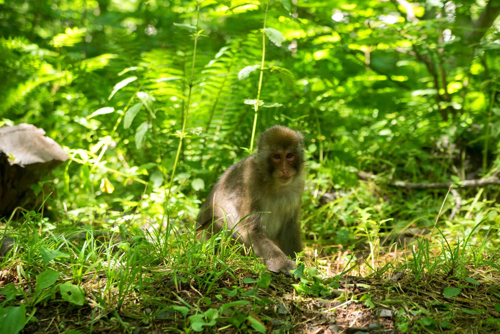 緑豊かなシダ植物の茂る森の地面に座る小さな子猿