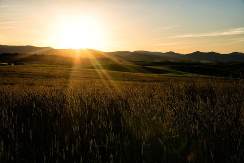 北海道の田園で夕日に染まるススキの秋風景