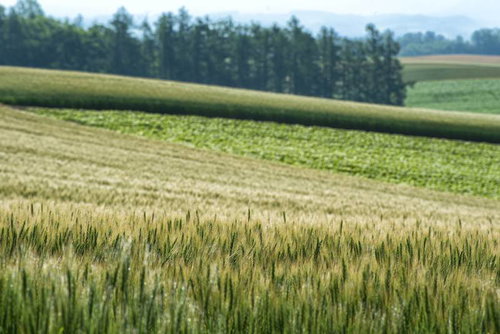 北海道に広がる黄金色の小麦とススキの畑