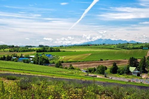 高台から見渡す広大な畑のある風景（北海道）