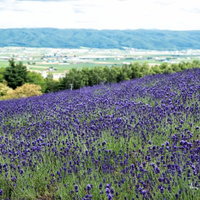富良野の高台にあるラベンダー畑から望む紫色の花畑と遠景の風景の写真
