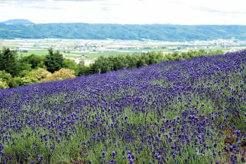 富良野の高台にあるラベンダー畑から望む紫色の花畑と遠景の風景