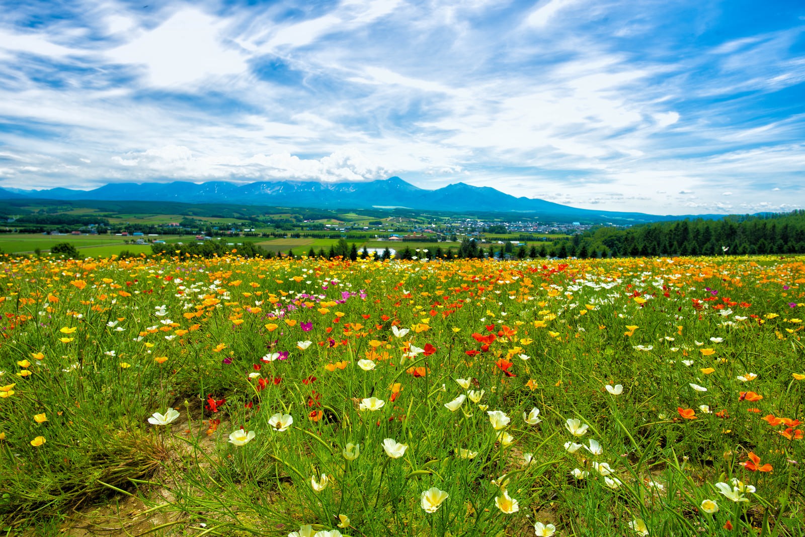 富良野の高台にある花畑から青空と雲が広がる丘陵地帯を望む風景