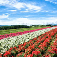色とりどりに咲き誇る富良野の花畑と丘陵地帯の写真