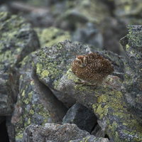 岩場でじっと見つめるライチョウの雛鳥、高山アルプスの写真