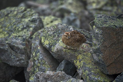 岩場でじっと見つめるライチョウの雛鳥、高山アルプス