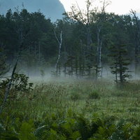 夜明けの朝霧に包まれる岳沢湿原、静寂の山々と緑の植生の写真