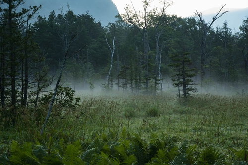 夜明けの朝霧に包まれる岳沢湿原、静寂の山々と緑の植生