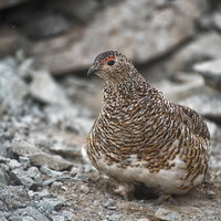 ザレ場で周囲を眺める雷鳥が砂浴びする野生の鳥の写真