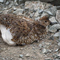 小石と砂の上で砂浴びする雷鳥の写真