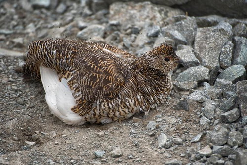 小石と砂の上で砂浴びする雷鳥